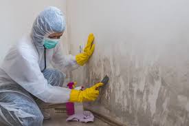 Professional Mold Inspection in Clear Lake Shores, TX